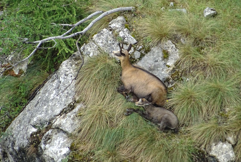 Rupicapra rupicapra.....dal Trentino Alto Adige